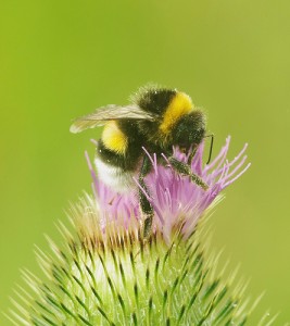 Bumble Bee on thistle
