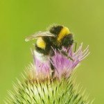 Bumblebee on thistle