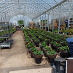 wexford-in-bloom